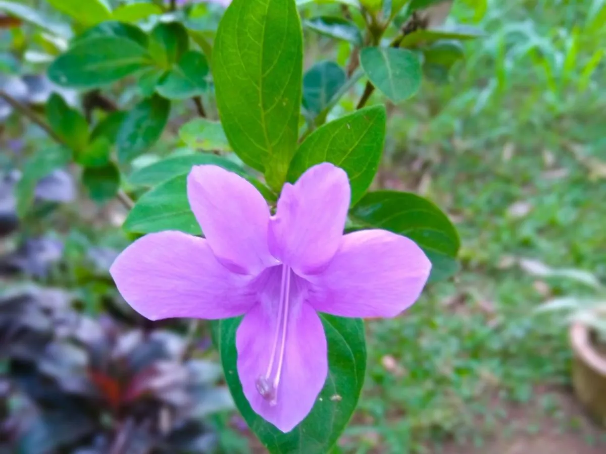 Akash Treehouse Appartement Sigiriya